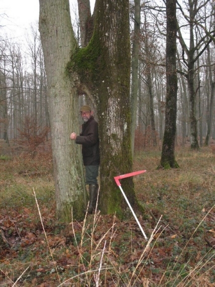 2006 Arbres remarquables 03